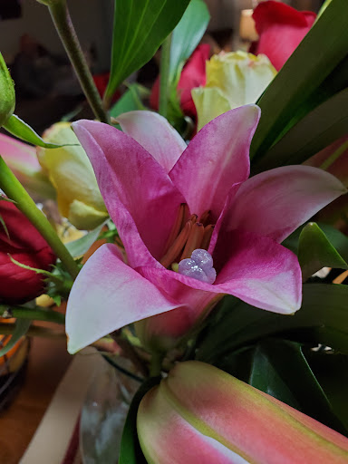 Supermarket «Price Chopper», reviews and photos, 2 Worcester Rd, Webster, MA 01570, USA