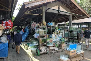 Pasthy Love Bird Market Yogyakarta image