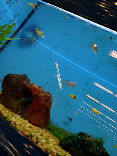 Pet Supply Store «Petco Animal Supplies», reviews and photos, 2435 N Hwy 67, Florissant, MO 63033, USA