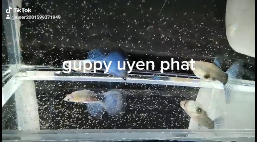 Trại cá guppy uyên phát