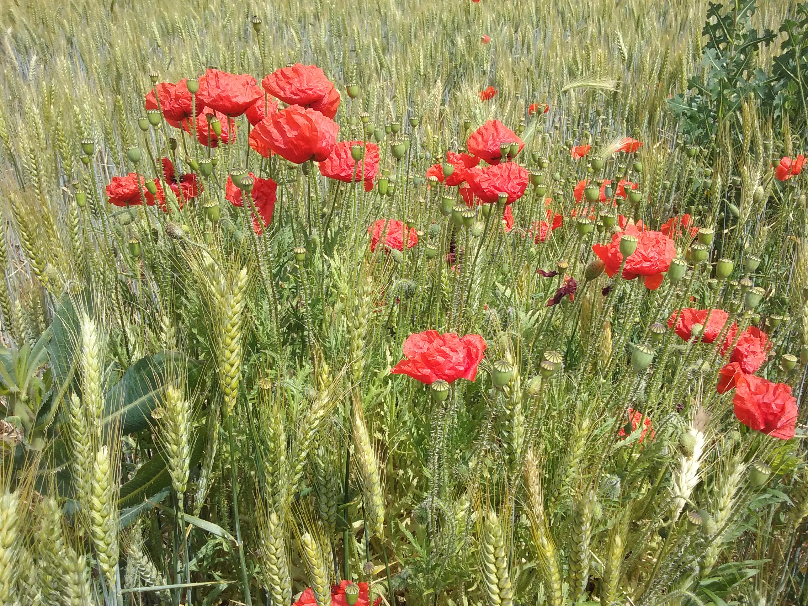 Photo n° 1 de l'avis de Daniel.i fait le 07/06/2020 à 13:28