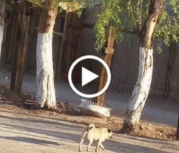 Palapa Los Arcos photo