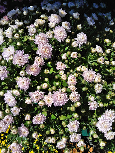 Supermarket «Walmart Neighborhood Market», reviews and photos, 1203 6th Ave SE, Decatur, AL 35601, USA