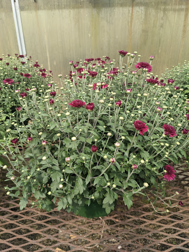 Wholesale Plant Nursery «Garden Fantasy», reviews and photos, 43250 Tyler Rd, Belleville, MI 48111, USA