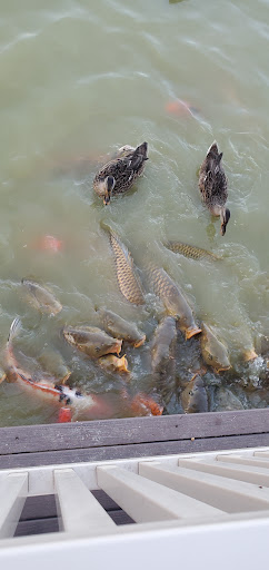 Golf Course «Waters Edge Mini Golf», reviews and photos, 230 N Ronks Rd, Bird in Hand, PA 17505, USA