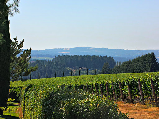 Winery «Alloro Vineyard», reviews and photos, 22075 SW Lebeau Rd, Sherwood, OR 97140, USA
