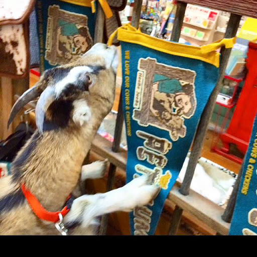 Gift Shop «Heebe Jeebe General Store», reviews and photos, 46 Kentucky St, Petaluma, CA 94952, USA