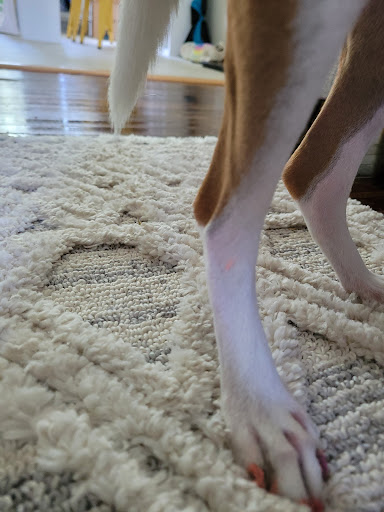 Pet Supply Store «Pet Supplies Plus», reviews and photos, 107 Erie Blvd W, Rome, NY 13440, USA