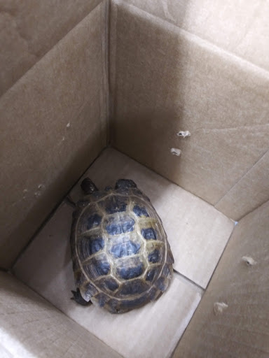 Pet Store «Jules Pet Shop», reviews and photos, 2214 N Milwaukee Ave, Chicago, IL 60647, USA