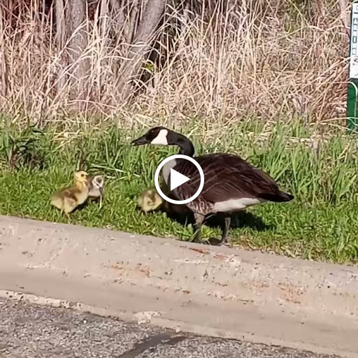 Invitation Printing Service «White House Custom Colour», reviews and photos, 2840 Lone Oak Pkwy, Eagan, MN 55121, USA