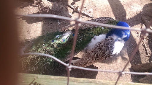 Zoo «3 Palms Zoo & Education Center», reviews and photos, 924 Blackbird Forest Rd, Clayton, DE 19938, USA