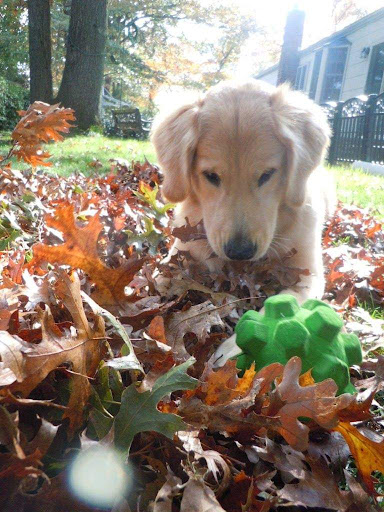 Pet Supply Store «Pet Supplies Plus», reviews and photos, 2433 MacArthur Rd, Whitehall, PA 18052, USA