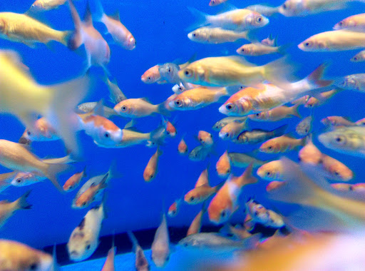 Pet Supply Store «Petco Animal Supplies», reviews and photos, 911 N Stratford Rd c, Moses Lake, WA 98837, USA