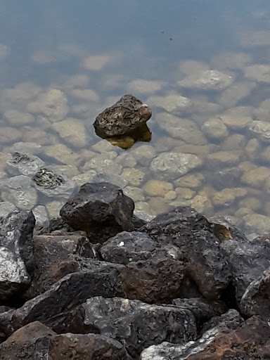 Nature Preserve «Karen T. Marcus Sandhill Crane Access Park», reviews and photos, 8175 PGA Boulevard, Palm Beach Gardens, FL 33418, USA
