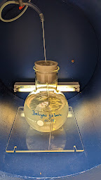 Photo n°6 de Eclosarium à Île-d'Houat ()