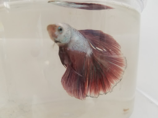 Pet Supply Store «Petco Animal Supplies», reviews and photos, 1574 N Dupont Hwy #300, Dover, DE 19901, USA