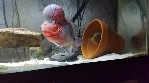 Pet Supply Store «Pet Valu», reviews and photos, 220 CT-12, Groton, CT 06340, USA