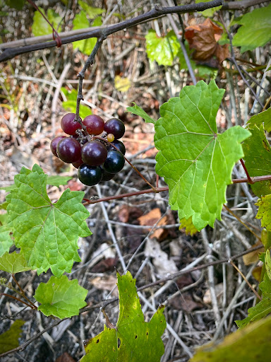 Park «Lake Rogers Park», reviews and photos, 9010 N Mobley Rd, Odessa, FL 33556, USA