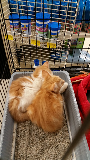 Pet Supply Store «PetSmart», reviews and photos, 1810 Cumming Hwy, Canton, GA 30114, USA