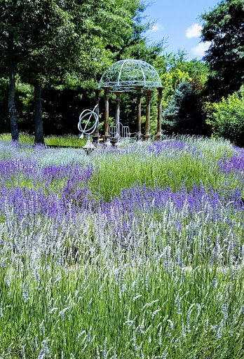 Farm «Blooming Hill Lavender Farm», reviews and photos, 19929 Telegraph Springs Rd, Purcellville, VA 20132, USA