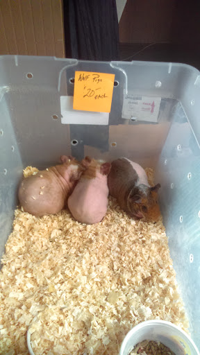 Reptile Store «Cleveland Reptile Show», reviews and photos, 17250 Hummel Rd, Brook Park, OH 44142, USA