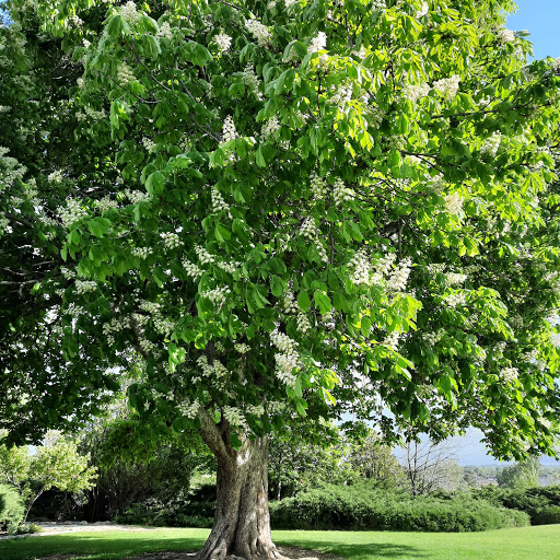 Amphitheater «American Fork Amphitheater», reviews and photos