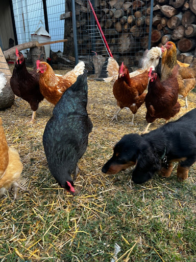 Home Improvement Store «Tractor Supply Co.», reviews and photos, 293 US-206 #15A, Flanders, NJ 07836, USA