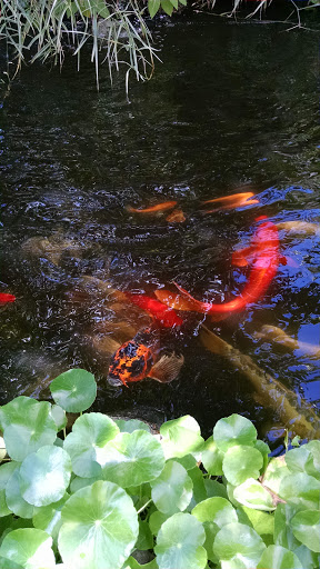 Pet Store «Fin & Feather Pet Center, Inc.», reviews and photos, 5208 Lakeside Ave, Richmond, VA 23228, USA