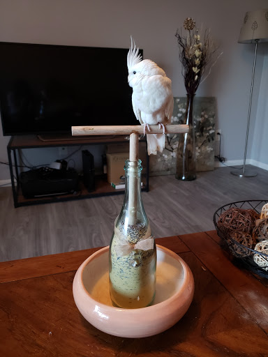 Bird Shop «Arizona Bird Store», reviews and photos, 565 S Dobson Rd, Mesa, AZ 85202, USA