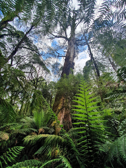 Giant mountain ash