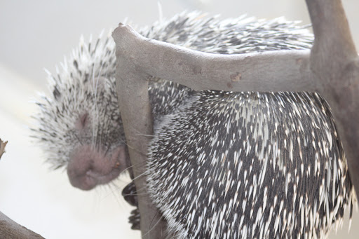 Day Care Center «Little Lambs Day Care, Inc.», reviews and photos, 837 Sumneytown Pike, Lansdale, PA 19446, USA