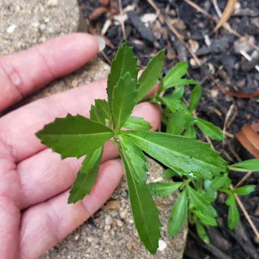 Park «Dennis Johnston Park», reviews and photos, 709 Riley Fuzzel Rd, Spring, TX 77373, USA