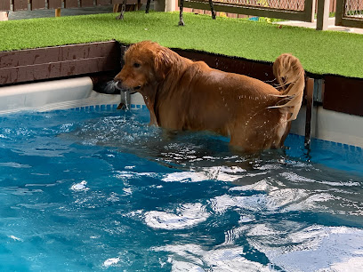 สระหมาสำราญ Happy Dog Pool
