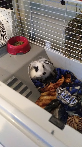 Pet Supply Store «House of Pets Inc», reviews and photos, 29500 Ford Rd, Garden City, MI 48135, USA