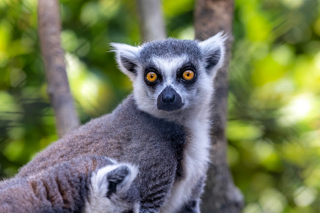 Bioparc Genève