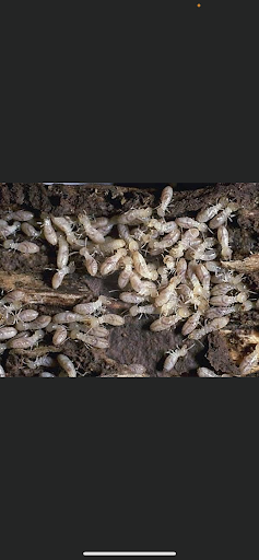 Bishop's Termite & Pest Control
