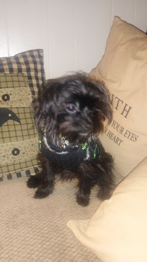 Pet Supply Store «PetSmart», reviews and photos, 479 River Hill Dr, Ashland, KY 41101, USA