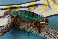 Animabilia Inc. - Photo 6 - Car repair in Fishkill, NY, Poughkeepsie