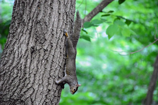Nature Preserve «Iowa Raptor Center», reviews and photos, 2095 Mehaffey Bridge Rd NE, Solon, IA 52333, USA
