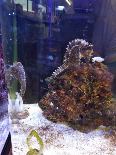 Tropical Fish Store «South Bay Aquarium», reviews and photos, 2021 W Redondo Beach Blvd A, Gardena, CA 90247, USA