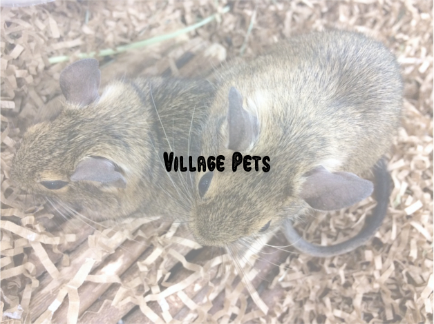 Village Pets - Manchester