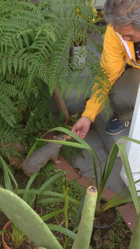 Tobacco Shop «Green House Smoke Shop», reviews and photos, 1428 Abbot Kinney Blvd, Venice, CA 90291, USA