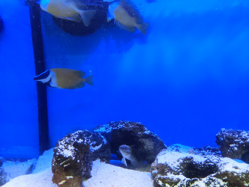 Tropical Fish Store «Something Fishy», reviews and photos, 954 S Wayne Rd, Westland, MI 48186, USA