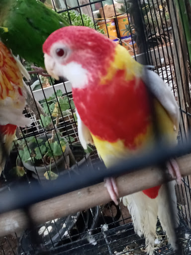 Pet Store «Inez Pet Shop», reviews and photos, 3825 Whittier Blvd, Los Angeles, CA 90023, USA