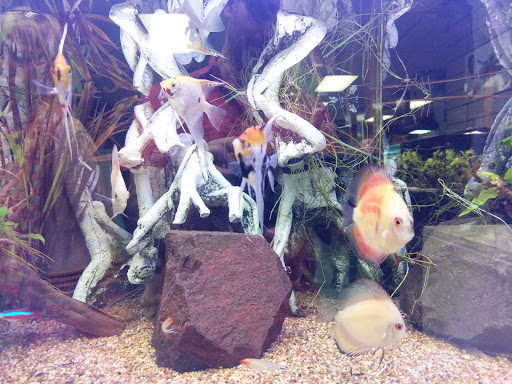 Tropical Fish Store «Aquatouch», reviews and photos, 12040 N 32nd St, Phoenix, AZ 85028, USA