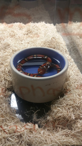 Pet Store «Wildside Pets», reviews and photos, 1042 N Higley Rd #105, Mesa, AZ 85205, USA