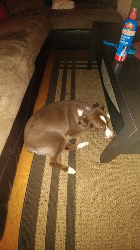 Pet Supply Store «PetSmart», reviews and photos, 150 Glynn Isle, Brunswick, GA 31525, USA