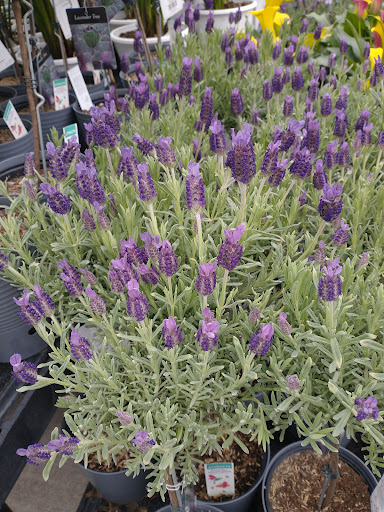 Department Store «Walmart Supercenter», reviews and photos, 20 Soojian Dr, Leicester, MA 01524, USA