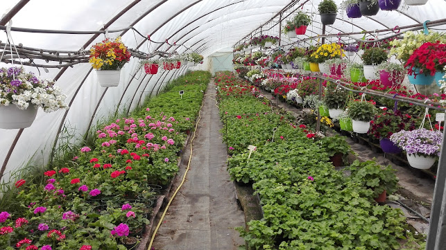 Értékelések erről a helyről: Kertészet virág és palánta értékesítés, Sárkeresztúr - Kertészkedő