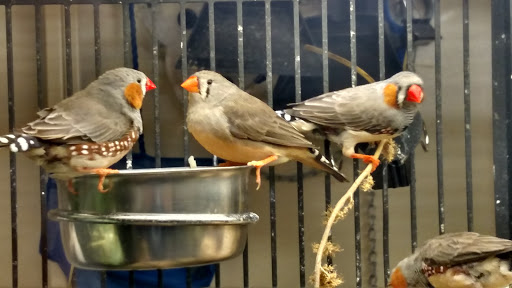 Pet Supply Store «PetSmart», reviews and photos, 3680 S US Hwy 41, Terre Haute, IN 47802, USA